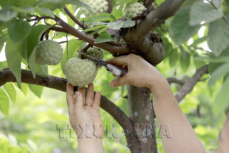 Tam Dao Enters Bumper Custard Apple Harvest Season