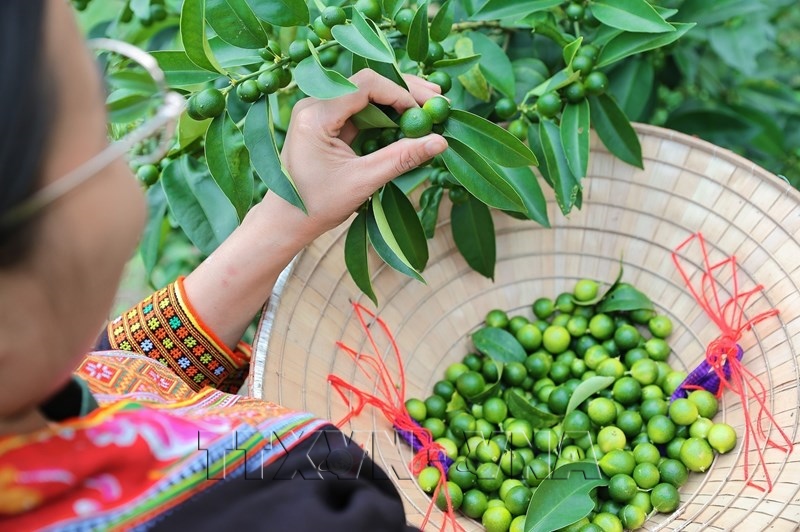 Lang Son: des jeunes de lethnie Dao développent léconomie locale grâce aux produits emblématiques de la montagne de Mâu Son