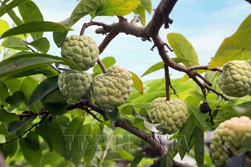 Saison des pommes cannelles de Bo Ly au pied du massif de Tam Dao