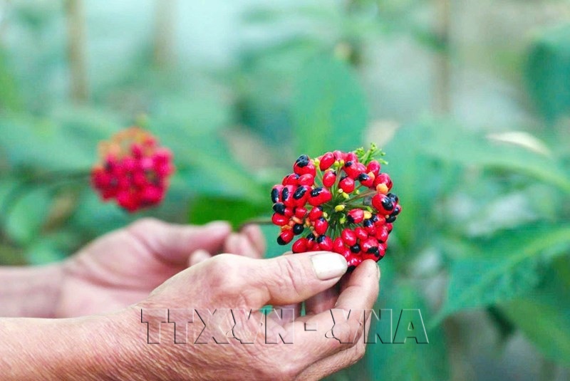 Da Nangs Red Gold Harvest Season