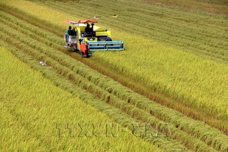 Can Tho Builds High-Quality, Low-Emission Rice Value Chains