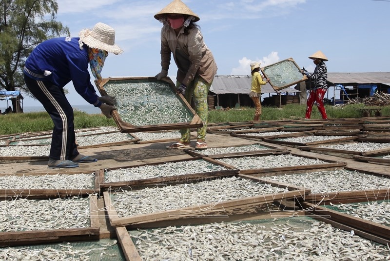 Nghề phơi cá cơm than ở Phú Quốc