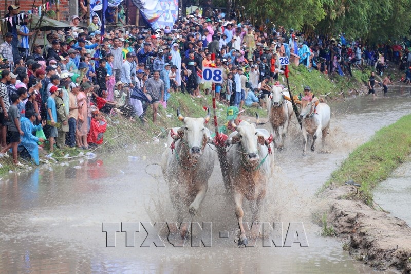 Sôi động Hội đua bò Chùa Rô năm 2026 tại An Giang