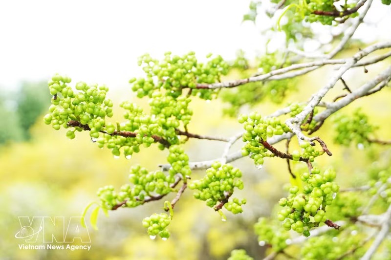 顺化茹茶原始红树林入秋:金黄花开满林 诗意宁静醉游人