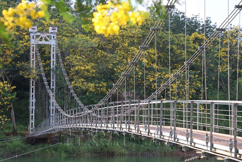 Lam Dong : les flamboyants jaunes illuminent le pont suspendu de Dak RTih