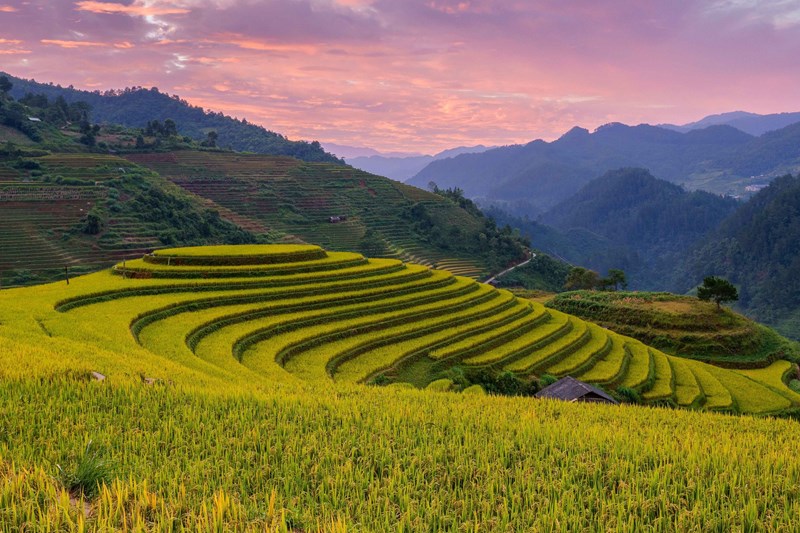 Sắc vàng Mù Cang Chải mùa lúa chín