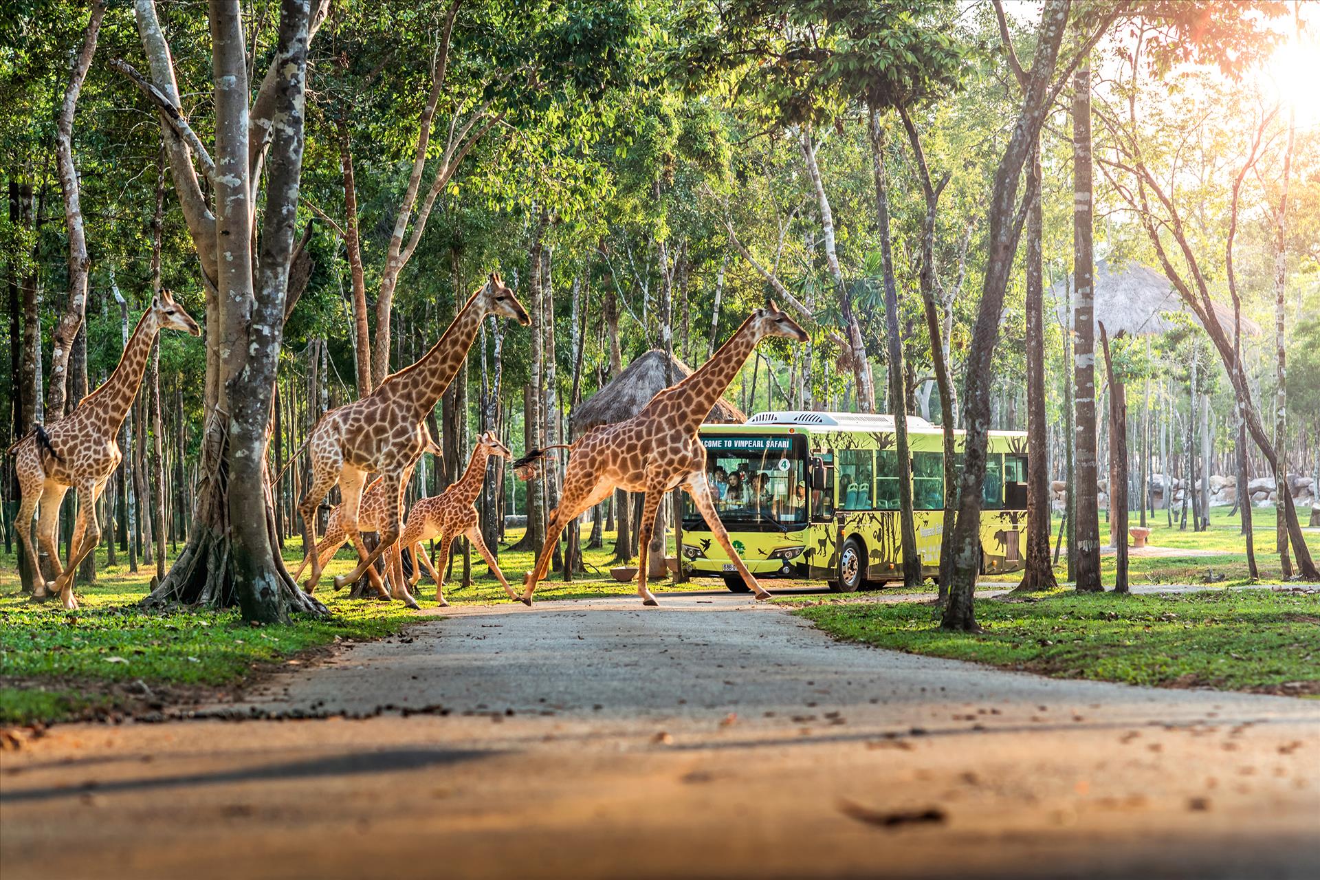Khách đi xe buýt thăm quan các loại động vật bán hoang dã trong Vinpearl Safari Phú Quốc. Ảnh: tư liệu Vinpearl