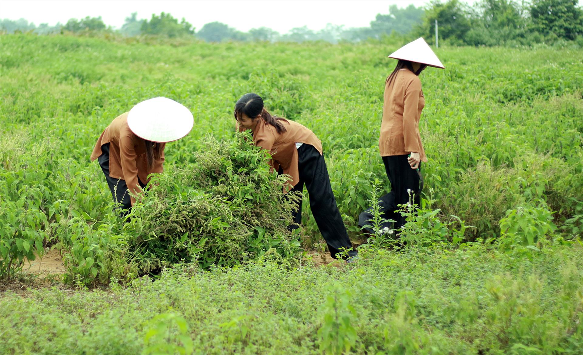 Nature Queen』世界市場で認められたベトナムの薬草ブランド