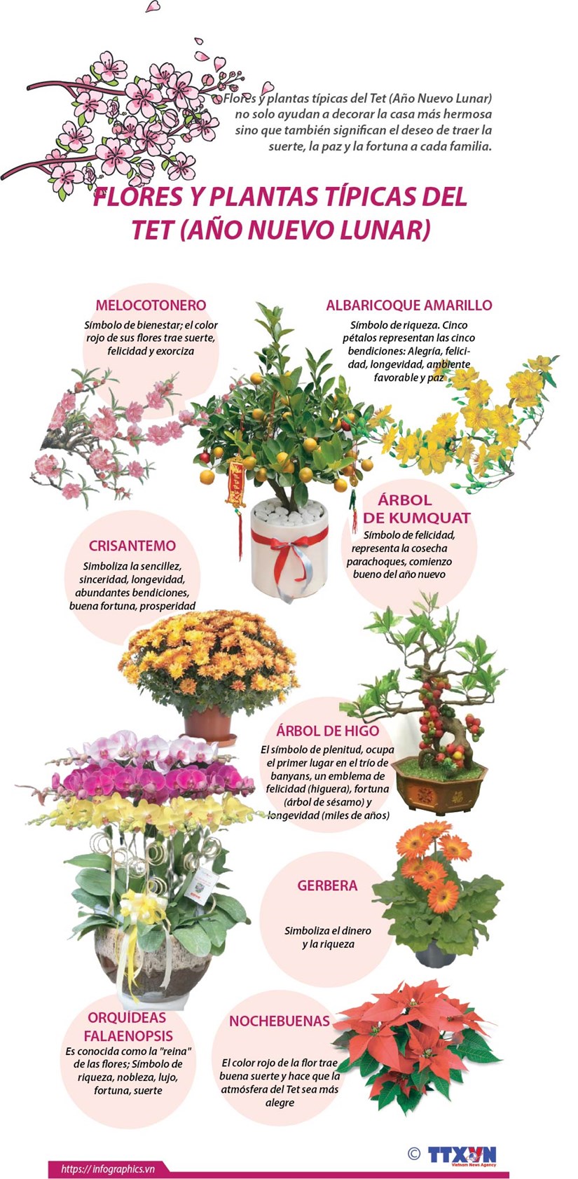 Flores y plantas típicas del Tet