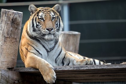 Năm Dần nói về ông Ba mươi