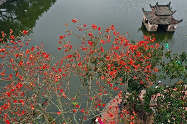 Chùa Thầy rực rỡ mùa hoa gạo