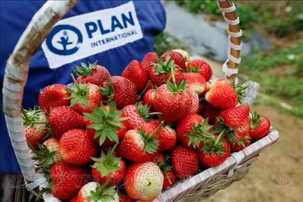 베트남산 딸기 수출 2,000배 급증