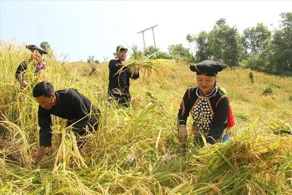 Lai Chau leverages cultural heritage for sustainable tourism growth