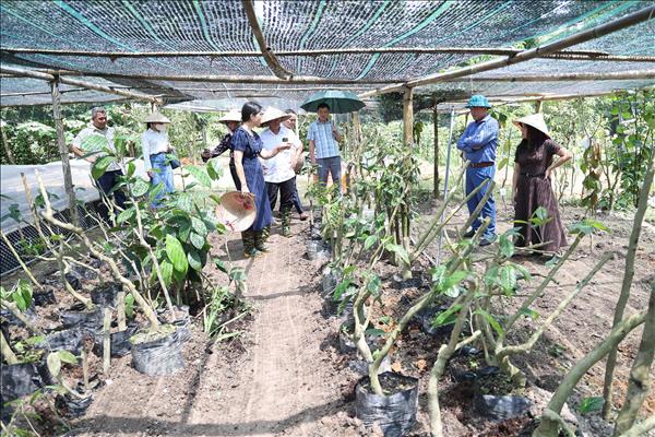 Plantas medicinales: nueva estrella de la agricultura de Hanói