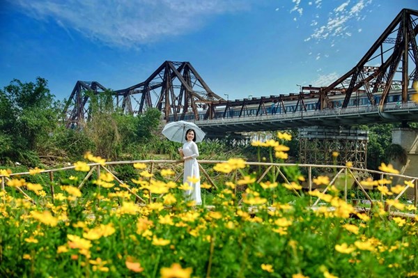 Cánh đồng hoa cúc vàng rực rỡ dưới chân cầu Long Biên