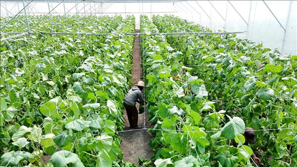 Экономическая эффективность выращивания дынь в уезде Фузяо провинции Биньзыонг