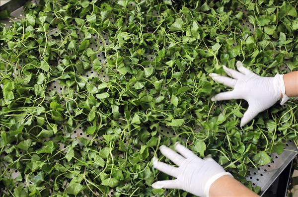 Rau má Quảng Thọ - Điểm nhấn của nông nghiệp Quảng Điền