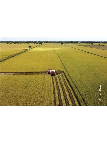 ベトナムのコメ輸出が記録的なレベルに