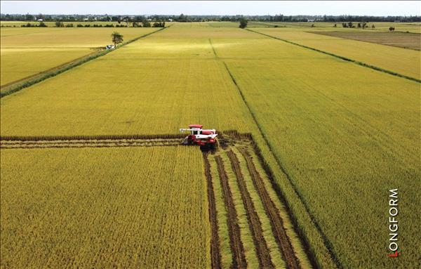 Vietnam Sets New Record for Rice Exports in 2024