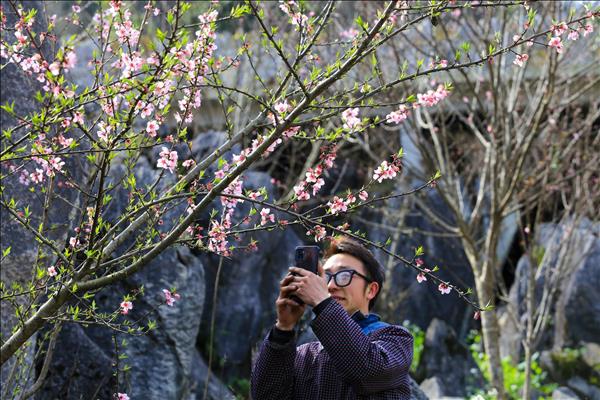 ម៉ាក់ខៃរាប់ពាន់ដើមរីកស្គុសស្គាយនៅលើកោះផ្កា ប៉ាខ្វាង