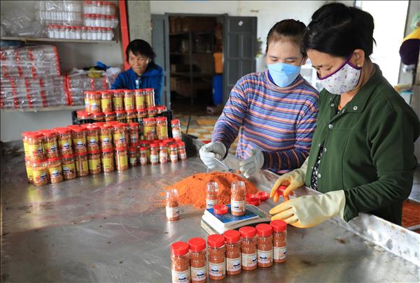 Người tiên phong sản xuất muối sạch ở Ninh Thuận