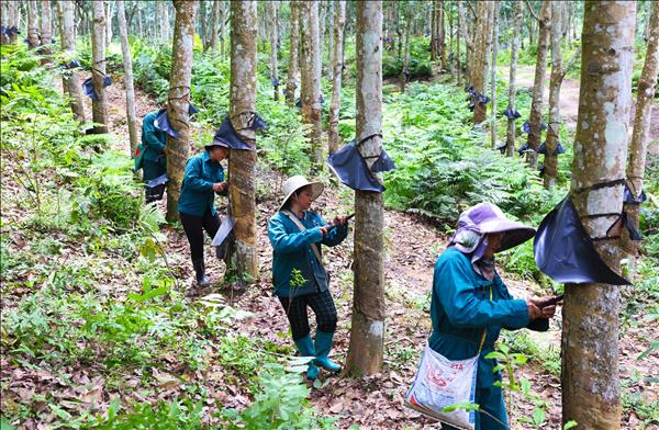Cây cao su – điểm tựa sinh kế ở vùng biên Lai Châu