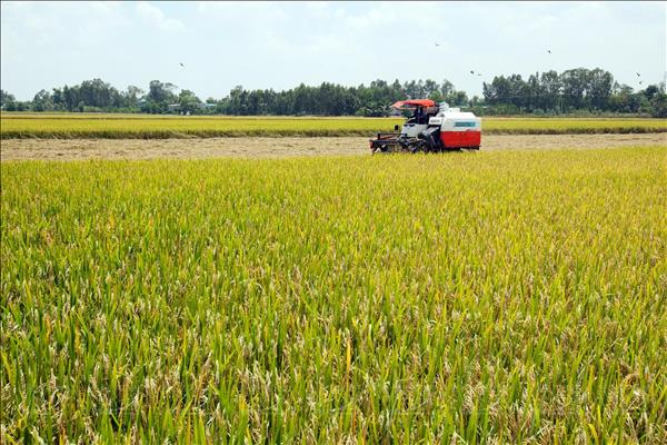 Long An đẩy mạnh thực hiện Đề án 1 triệu ha lúa chất lượng cao tại miền Tây