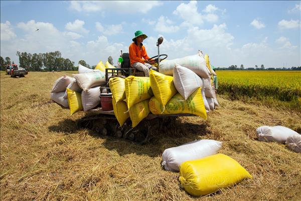 Long An tăng tốc xây dựng vùng lúa chất lượng cao, phát thải thấp theo Đề án 1 triệu ha