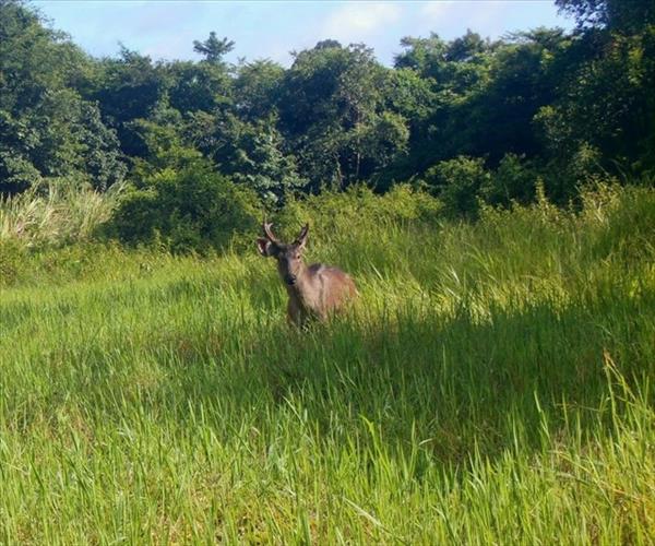 Rare Elds deer spotted at Chu Mom Ray National Park