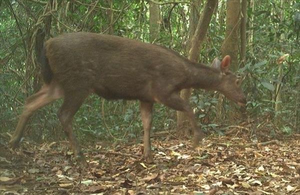 Découverte de nombreuses espèces animales figurant sur la Livre rouge à Phong Nha-Ke Bang
