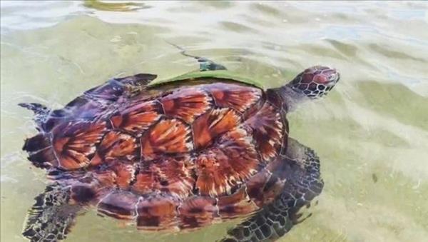 Lam Dong: Rare sea turtle released back into the wild
