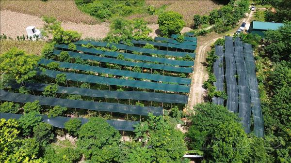 Hà Nội hình thành chuỗi sản xuất chè hướng tới xuất khẩu
