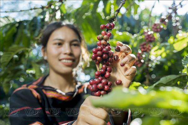 Rạng rỡ Việt Nam - Từ văn hoá cà phê đến di sản quốc gia
