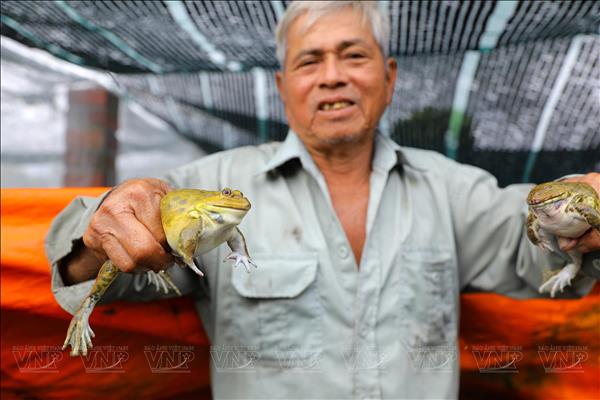 Hiệu quả kinh tế cao từ mô hình nuôi ếch thương phẩm tại xã Long Điền