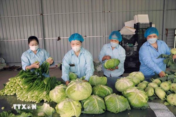 Vietnam Posts 8.18% GDP Growth in H1 2026