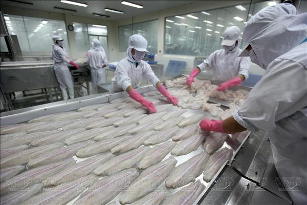 VASEP forecasts pangasius exports to hit 2.3 billion USD this year