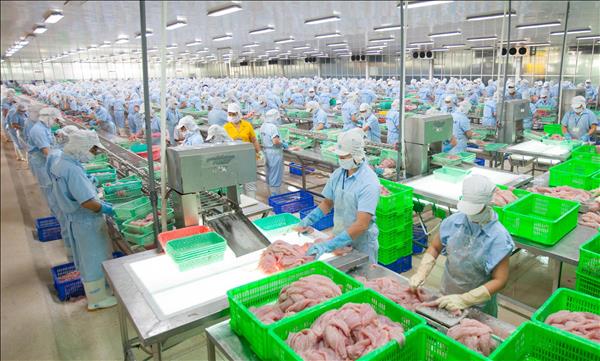 Xuất khẩu cá tra tiếp đà tăng trưởng khả quan