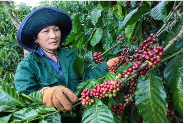 Vietnams coffee exports hit record high of 8.4 billion USD in 2024–2025 crop year
