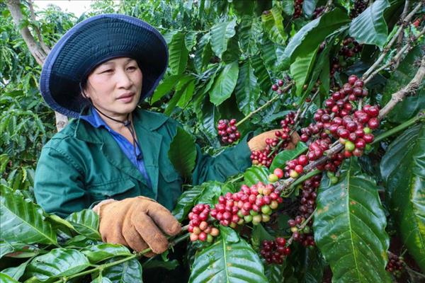 Exportaciones de café de Vietnam logran récord de 8,4 mil millones de USD