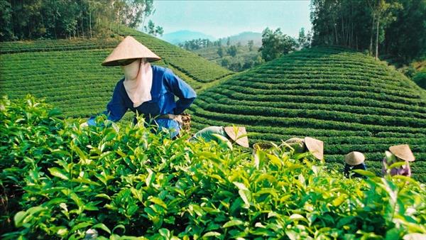 ໄທ​ງວຽນ​ ມາ​ນະ​ພະ​ຍາ​ຍາມ​ພັດ​ທະ​ນາ​ຕົ້ນ​ຊາ​ ໃຫ້ບັນ​ລຸ​ມູນ​ຄ່າ​ນັບ​ຕື້​ USD