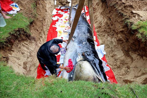 Kì lạ tục táng cá Ông của ngư dân miền biển Đà Nẵng