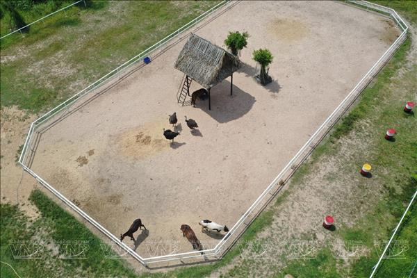 Nông trại ngựa Gò Dầu - Nơi giấc mơ hóa thành hiện thực