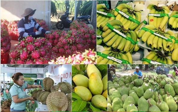 Vietnam se acerca a la meta de 10 mil millones de USD en frutas y hortalizas