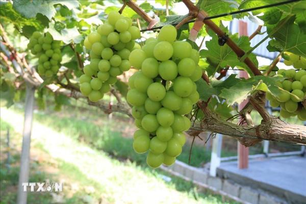 助力越南企业发展绿色、可持续农业