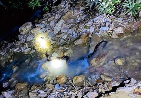 Quang Tri: Rare Burmese python released back into the wild