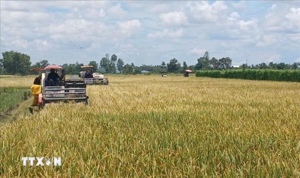 Ahead of 14th National Party Congress: Ca Mau farmers upbeat about support for agriculture