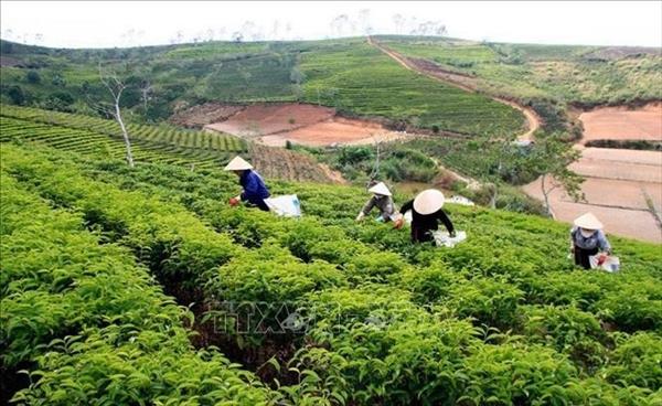 Cuatro récords en primer Festival Internacional del Té celebrado en Vietnam