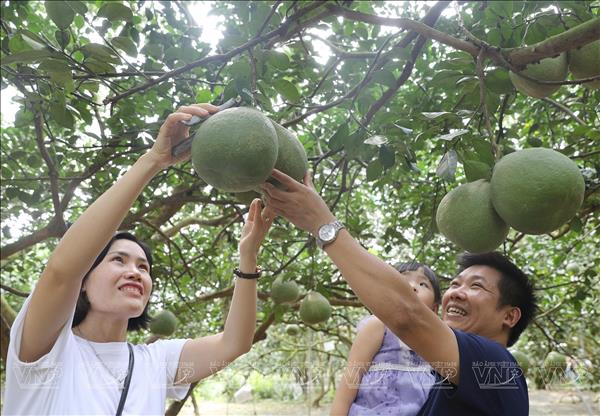 Đồng Nai chuyển đổi giống cây trồng, nâng giá trị nông nghiệp bền vững 
