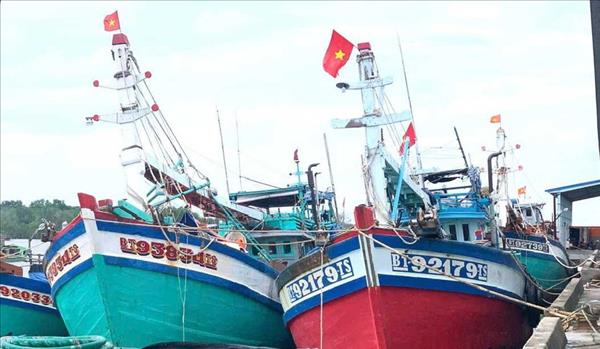Vinh Long hits 100% licensing for active fleet amid anti-IUU fishing push