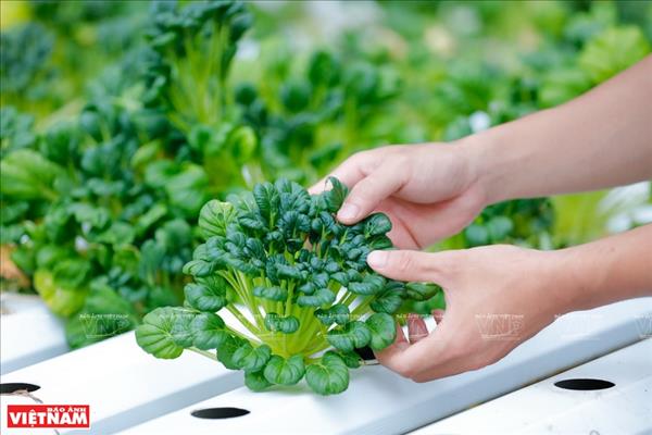 Trazabilidad: escudo estratégico para los productos vietnamitas